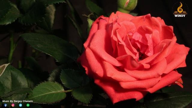 Самая красивая мелодия на свете!Эту музыку можно слушать вечно!Обалденные Песни для души !