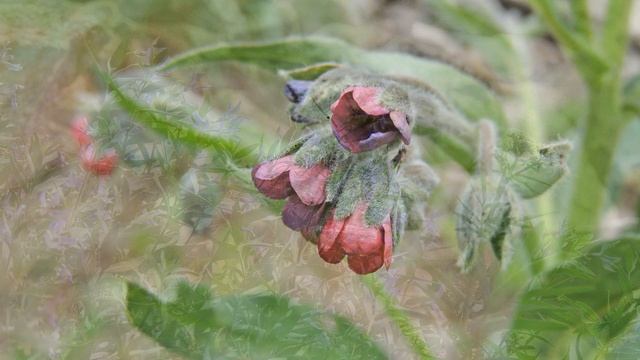 Горячая Развалка и Медовая