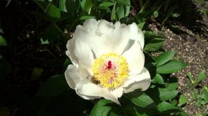Пион СКВАЙРТ / Paeonia SQUIRT - ОБЗОР, ОПИСАНИЕ, ЦВЕТЕНИЕ, ОТЗЫВ