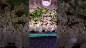 Сильные выжили! Корневая при зимнем черенкование метельчатых