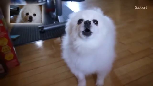 Що таке собака (Haddaway) смотреть онлайн