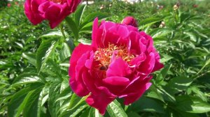 ПИОН Моральд- Morald  Милли 2019 г.