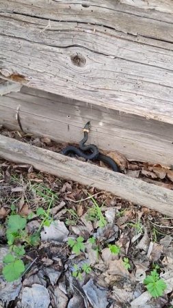 деревенский уж 🐍