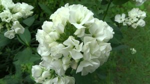 Флокс метельчатый Тиара  Tiara. Автор: J.Verschoor Год: 2009