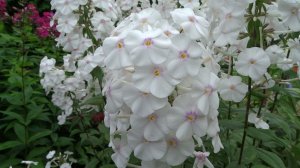 Флокс пирамидальный  Delta (Дельта) -оригинатор неизвестен