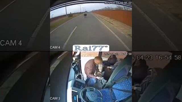 Парнокопытый агрессор атаковал водителя автобуса, попытавшегося прогнать зверя