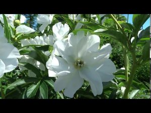 Пион ВАЙТ ИННОСЕНС  Paeonia WHITE INNOCENCE: обзор, описание, цветение, отзыв