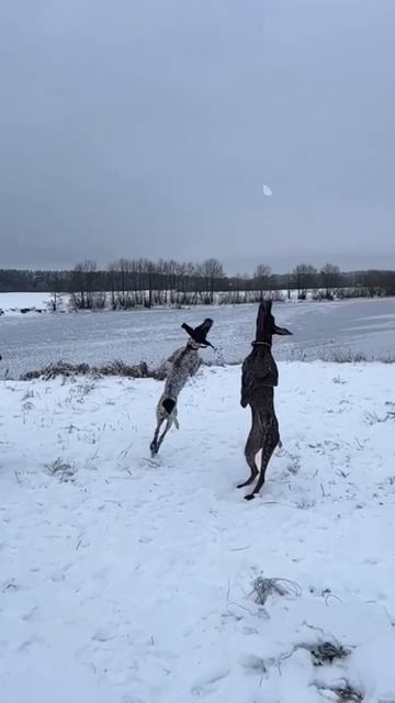 Курцхаары-попрыгунчики #shorts смотреть онлайн