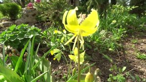 Кандык туолумнийский (Erythronium tuolumnense) - сорт Pagoda (Пагода)
