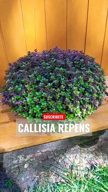 ESPECTACULAR CALLISIA REPENS SUCULENTA COLGANTE #viralshort #suculentas #plantas