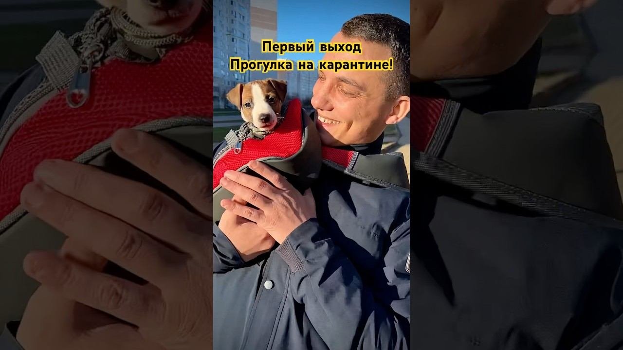 Первый выход, прогулка на карантине #dog #собака #dogs #семья  #джекрасселтерьер #jackrussell