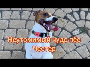 Неутомимый чудо пёс - Джек Рассел терьер Честер (Квик)