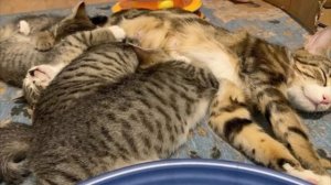 Мама-кошка пробралась в машину, чтобы греть котят.. Когда ее увидели, они были живы!