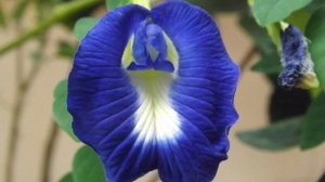 Клитория! Укоренилась ли Эустома?! Собираю семяна томатов!