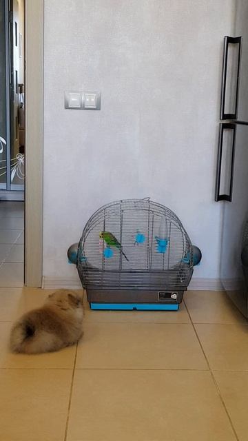 Шпиц Боня знакомится с попугаем Арчик смотреть онлайн