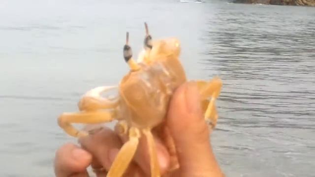 Naithonburi крабик смотреть онлайн