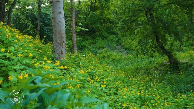 Уголок шизов. Если получу РО, то стану как мышка с кнопкой от дофамина. смотреть онлайн