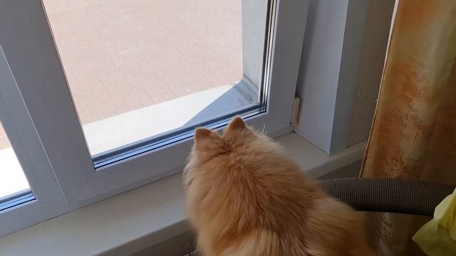 Шпиц увидел своих друзей на улице