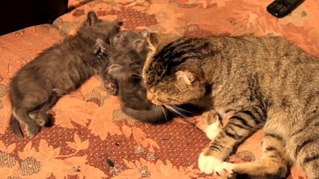 Няня-Пыжик смотреть онлайн