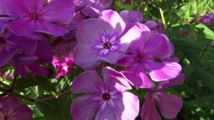 Флокс метельчатый ‘Князь Серебряный’ Phlox paniculata ‘Knayz Serebrajnij’. автор В.Н. Хватова, 2000