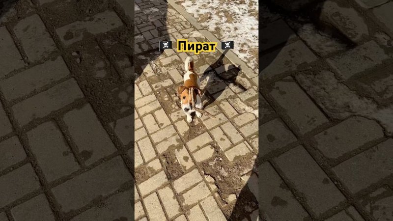 Пират - Капитан Джек Честер #dog #собака #прикол #джекрасселтерьер #dogs #топ #jackrussell #top