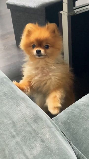 When Lio hear to go walkies #pomeranian #viral #померанскийшпиц #trending #zwergspitz #adorable смотреть онлайн