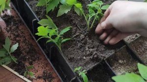 КАК УВЕЛИЧИТЬ КОЛИЧЕСТВО КОРНЕЙ У ТОМАТОВ