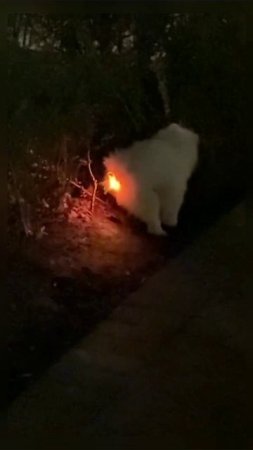 Съел не то #животные #собака #юмор #тренды #shortvideo #shorts