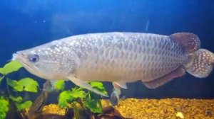 арована джардини