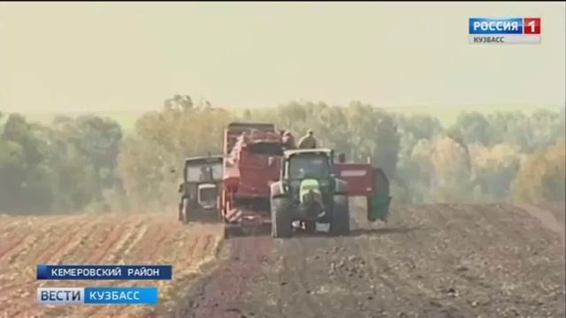 07. 09. 2017 В Кузбассе вырастили свёклу размером с арбуз смотреть онлайн