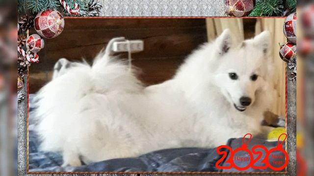 Питомник японских шпицев.  Поздравляем с новым годом.