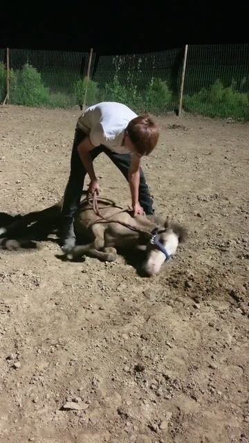 Horse mating cute - Most breeding horse смотреть онлайн