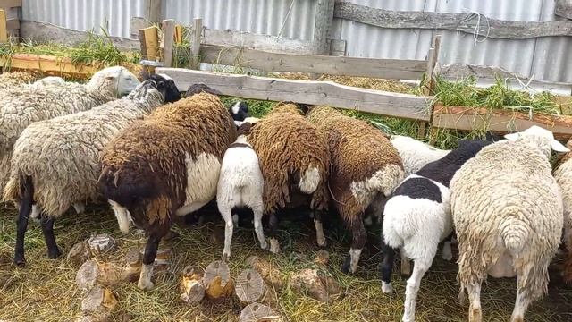 ДОРПЕР КРОСС, БАРАНЧИКИ В ПРОДАЖЕ, WhatsApp +79205557591 смотреть онлайн