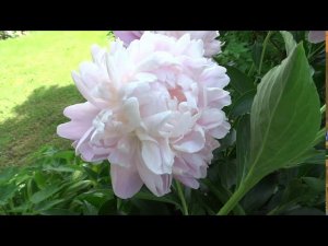 Пион ЛЕДИ КЕЙТ Paeonia LADY KATE: обзор, описание, цветение, отзыв