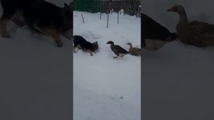 гуси нападают на собаку