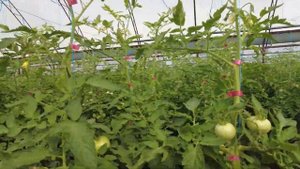 Томаты Хит, Самран, Мейшуай, Шихербаз. Обзорная экскурсия