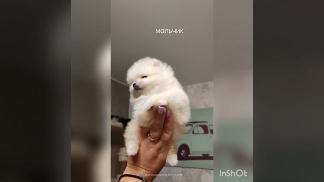 Померанский шпиц мальчики мини смотреть онлайн