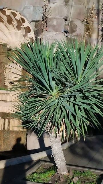 Вход с остановки в санаторий Орджоникидзе зимой, Сочи смотреть онлайн