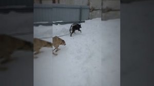 В жизни Амура ничего не меняется... Грустно за парнишку