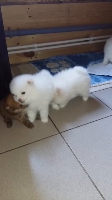 Белокремовые шпицы смотреть онлайн