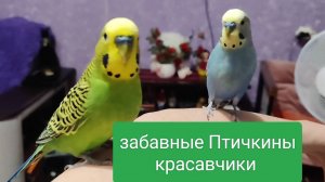 Забавные Птичкины красавчики попугайчики Кеша Тиша