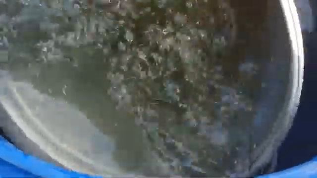 Я в Шоке! Огурцы оживают Дайте в Августе Огурцам Подкормка смотреть онлайн