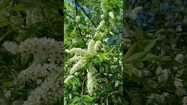 Расцвела черемуха душистая...
