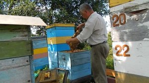 Пчеловодство bee(На пасеке Измайлова)