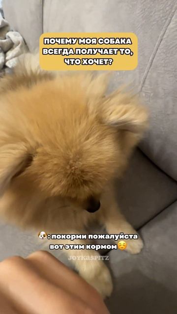 Собаки не умеют говорить но это не мешает им общаться с нами