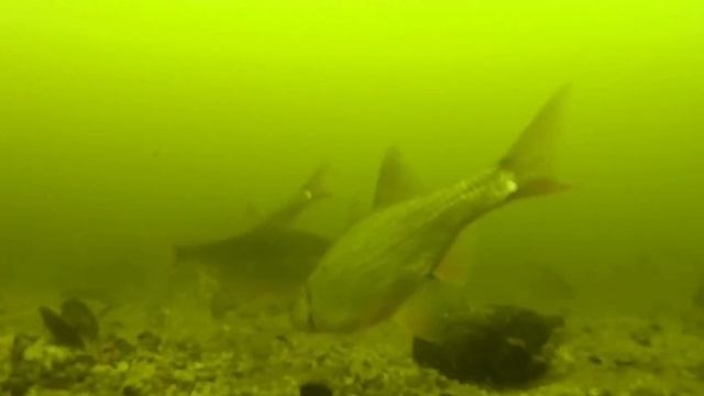 Ознайомлення з природнім довкіллям. Тема "Життя мешканців водойм взимку". Молодший вік.