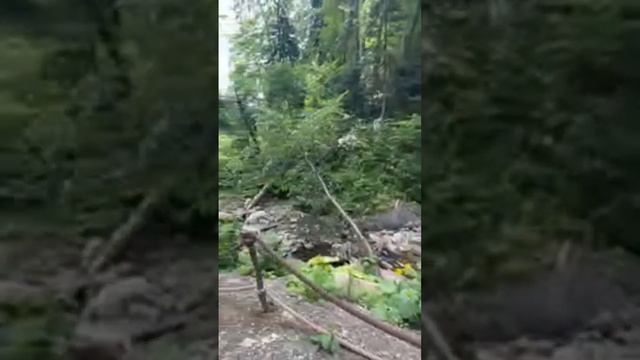 Роза пик Сочи