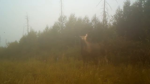 Лосиха с лосятами Висимский заповедник 21 07 16 смотреть онлайн