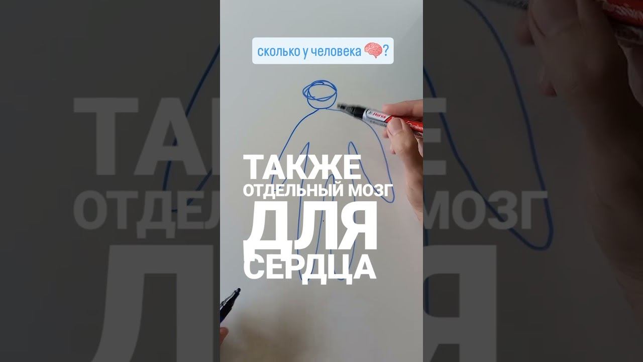 Сколько у человека мозгов?