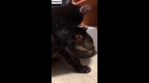 Невероятно забавные зверушки! Уморительные выходки с участием кошек и псов. !!!!!!!!!!!!!!!!!!!!!!
